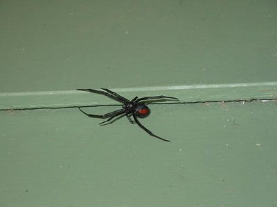 Red-backed Spider