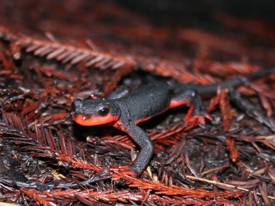 Red-bellied Newt