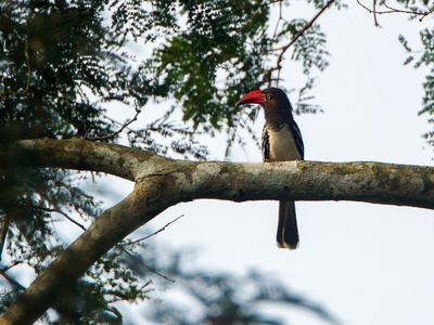 Red-billed Dwarf Hornbill