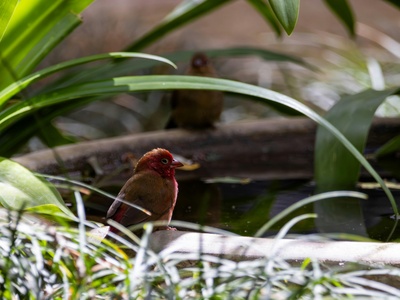 Red-billed Firefinch
