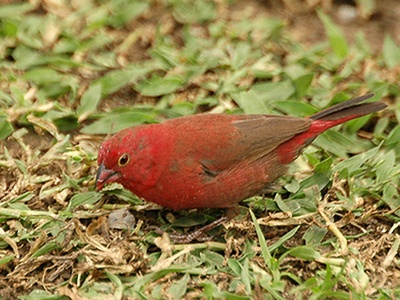 Red-billed Firefinch