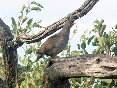 Red-billed Spurfowl