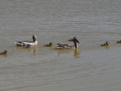 Red-billed Teal