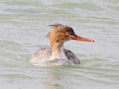 Red-breasted Merganser