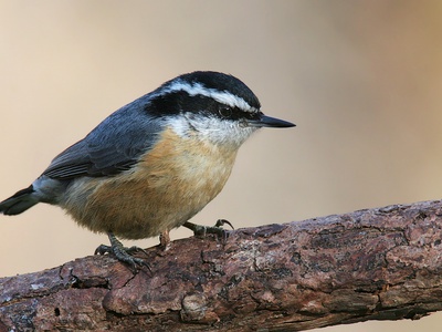 Red-breasted Nuthatch