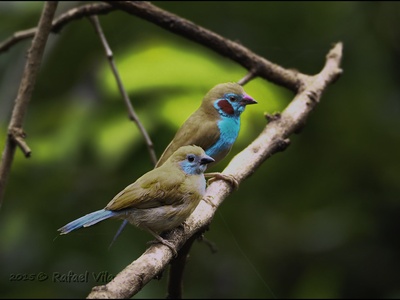 Red-cheeked Cordon-bleu