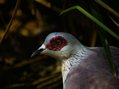 Red-chested Cuckoo