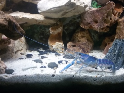Red-claw Crayfish