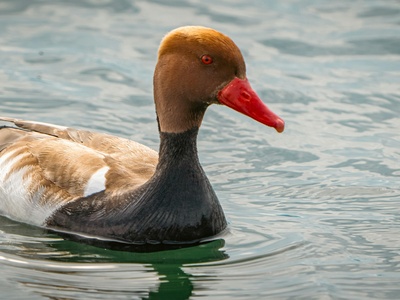 Red-crested Pochard