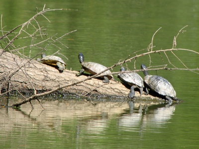Red-eared Slider
