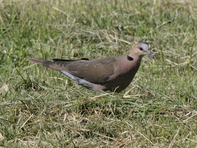 Red-eyed Dove
