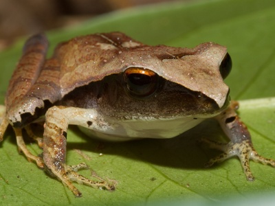 Red-eyed Litter Frog