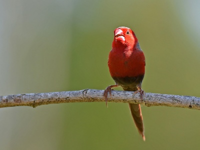 Red-faced Mousebird