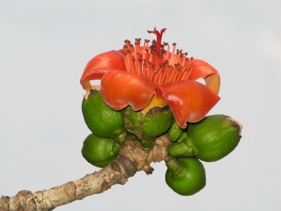 Red-flowered Silk Cotton Tree