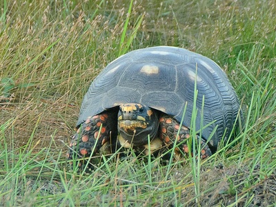 Red-footed Tortoise (Morrocoy)