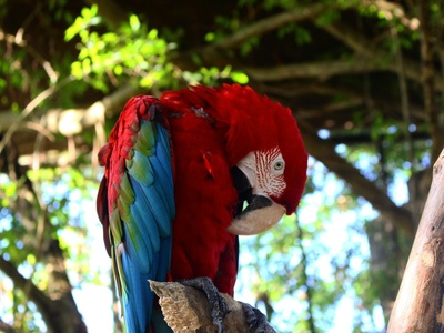 Red-fronted Macaw