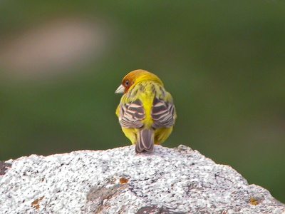 Red-headed Bunting