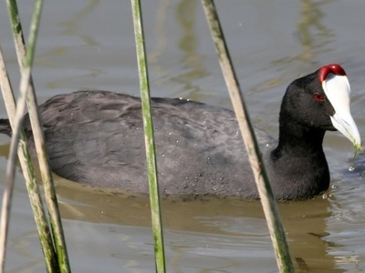 Red-knobbed Coot
