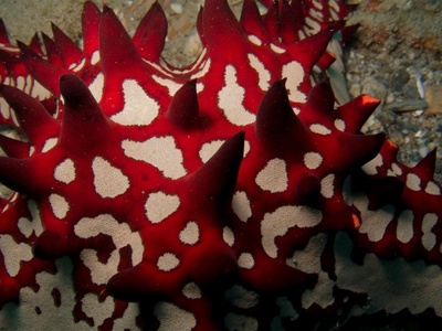 Red-knobbed Sea Star