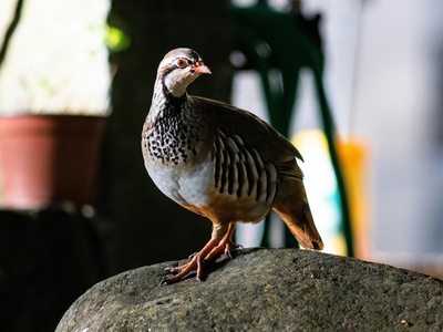 Red-legged Partridge
