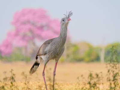 Red-legged Seriema