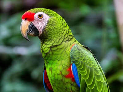 Red-necked Amazon (Jaco)