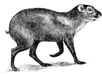 Red-rumped Agouti