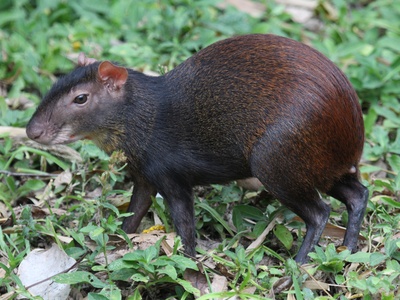 Red-rumped agouti