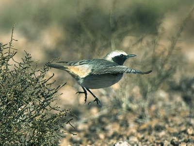 Red-rumped Wheatear