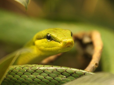Red-tailed Green Ratsnake