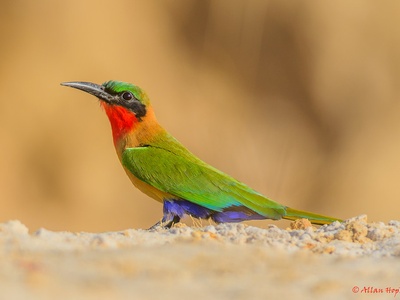 Red-throated Bee-eater