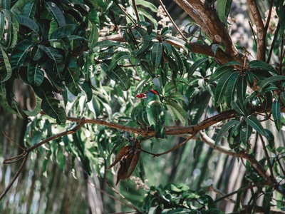 Red-throated Lorikeet