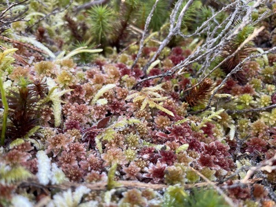 Red bogmoss