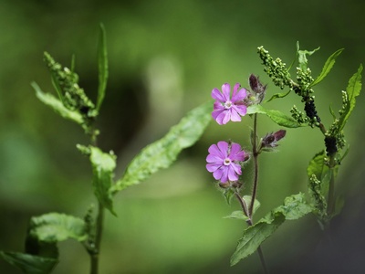 Red Campion