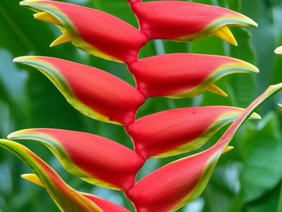 Red Christmas Heliconia