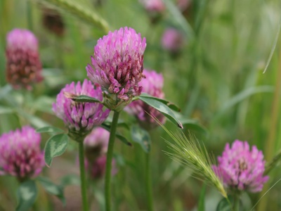 Red Clover