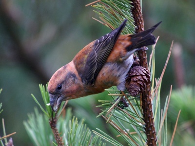 Red Crossbill