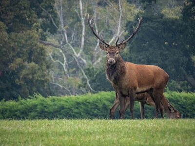 Red deer