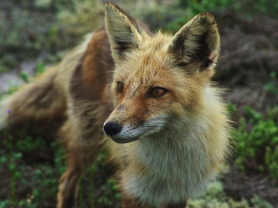 Red Fox