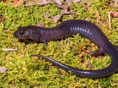 Red Hills Salamander