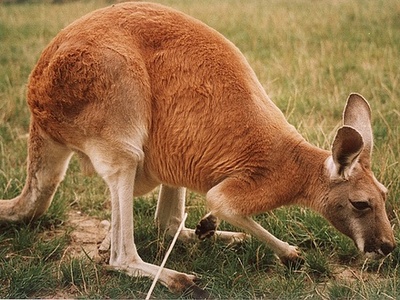 Red kangaroo