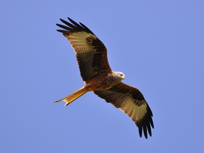 Red Kite