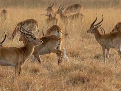 Red lechwe