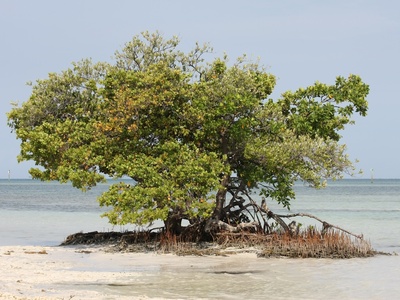 Red mangrove