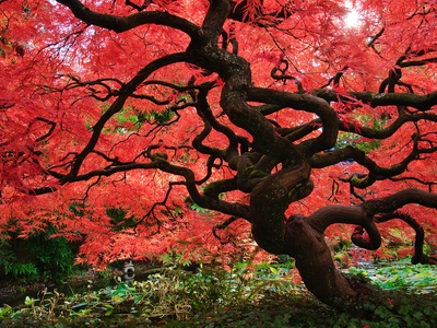 Red maple