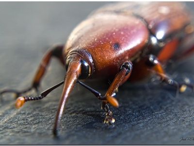 Red Palm Weevil