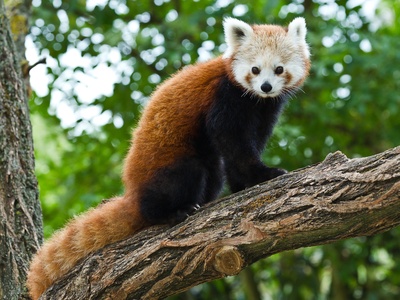 Red panda