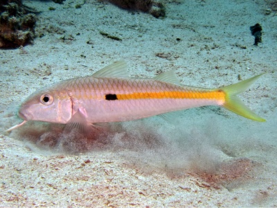 Red Sea goatfish