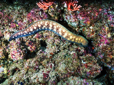 Red Sea Reef Snake