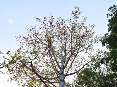 Red Silk-Cotton Tree